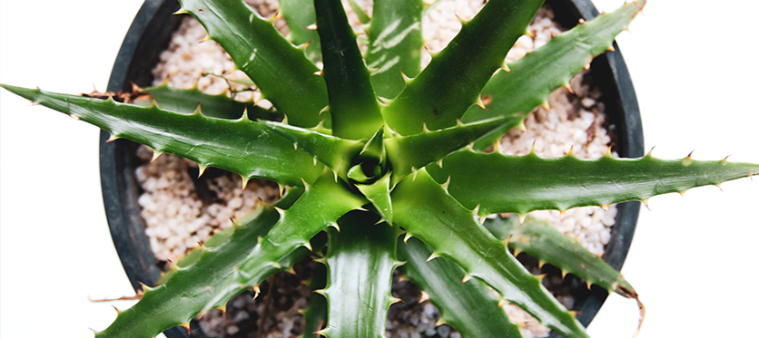More strong and shiny curls: discover all secrets of aloe vera